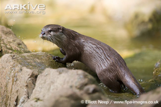 Illustration for article titled Monday Mustelid - Aonyx cinerea